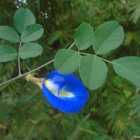 Clitoria ternatea L.